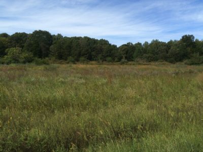 Una imagen de una pequeña pradera con árboles al fondo; Estas áreas proporcionan cobertura de anidación y su variedad de especies de plantas le permiten ser un hábitat vital para muchas especies.