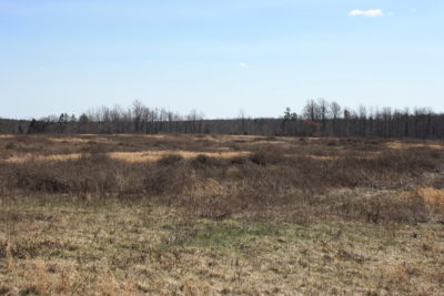 Un área desprovista de cobertura de escape para que las codornices se escondan