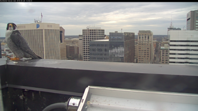 Halcón peregrino macho en el parapeto de la cornisa del edificio Riverfront Plaza 