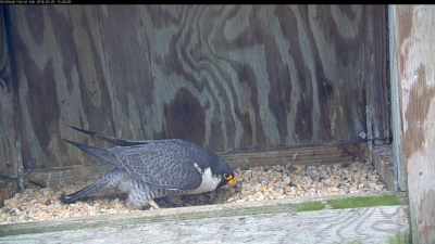 Halcón peregrino macho manteniendo el raspado dentro de la caja nido de Riverfront Plaza
