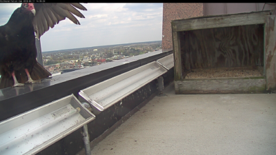 Un buitre pavo posado en el parapeto cerca de la caja nido