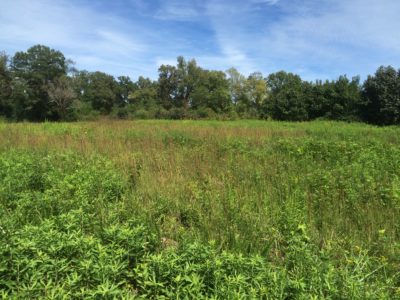 Una imagen de un campo con árboles en el fondo; Este es un lugar ideal para que las codornices aniden