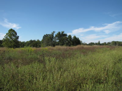 Un campo con árboles al fondo; Diversas praderas como esta son el hábitat ideal para el bobwhite.