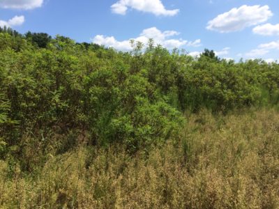 Un matorral de arbustos autóctonos que sirven de refugio a las codornices