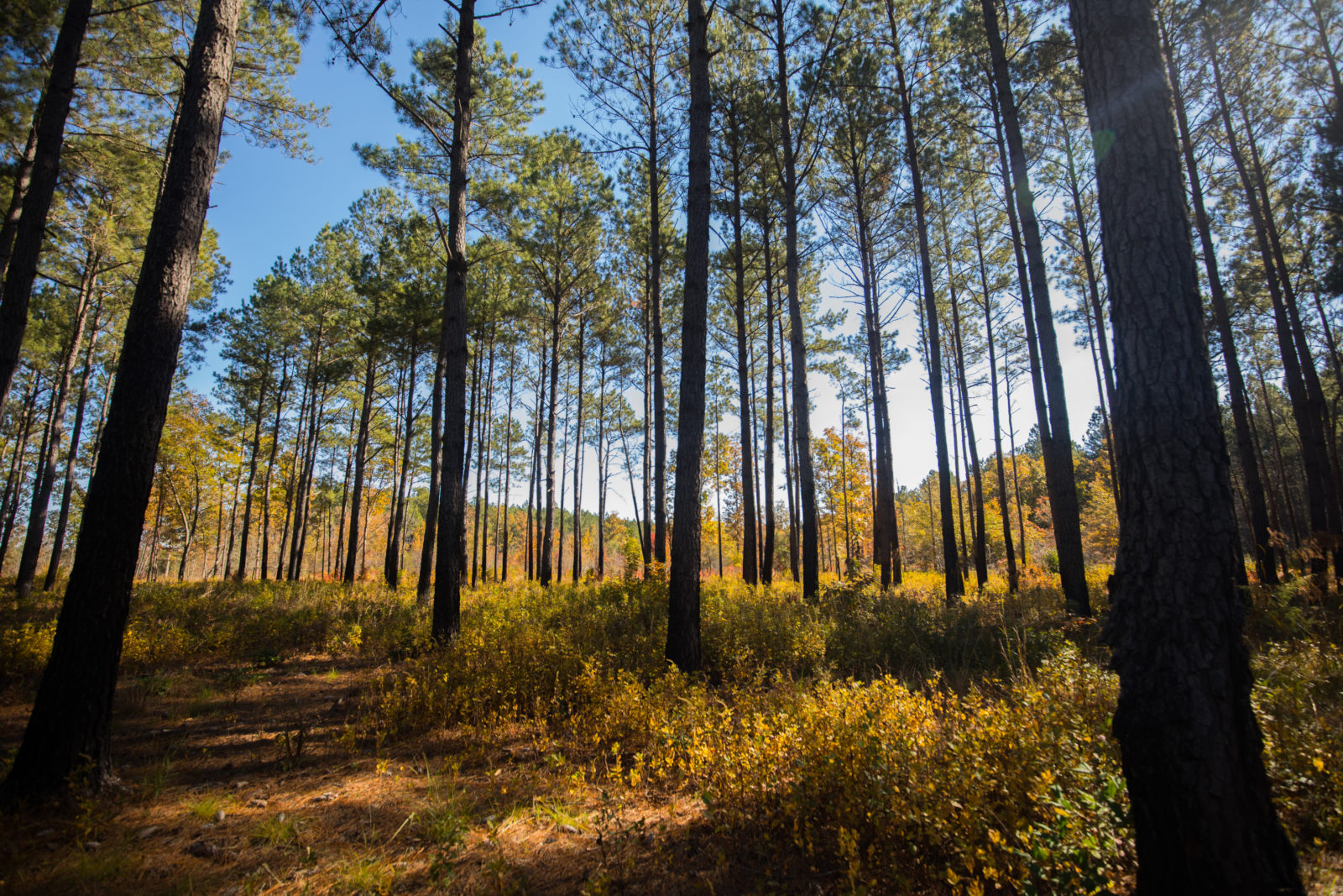 Una imagen de una sabana de pinos del área de manejo de vida silvestre de Big Woods