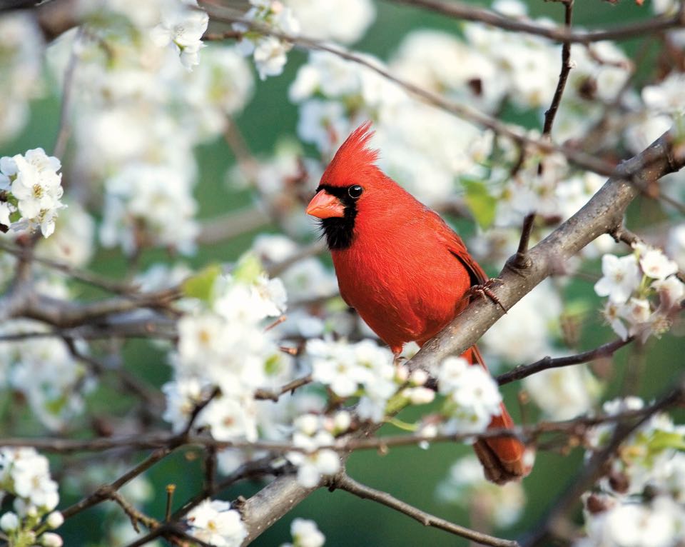 Un cardenal del norte macho entre flores blancas