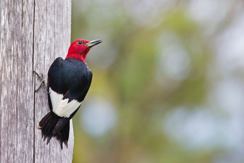 Un pájaro carpintero de cabeza roja en un poste de teléfono