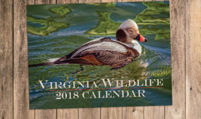 Una imagen del calendario de vida silvestre que se puede comprar en la tienda