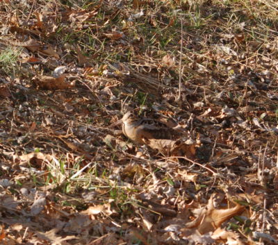 Imagen de una becada escondida entre la hojarasca otoñal