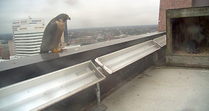 Una imagen de un halcón peregrino macho sin anillas construyendo un nido dentro de la caja nido mientras una hembra mira desde una repisa.