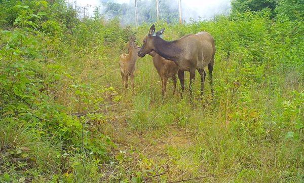 Una imagen de una madre vaca alce y sus dos crías en un claro del bosque