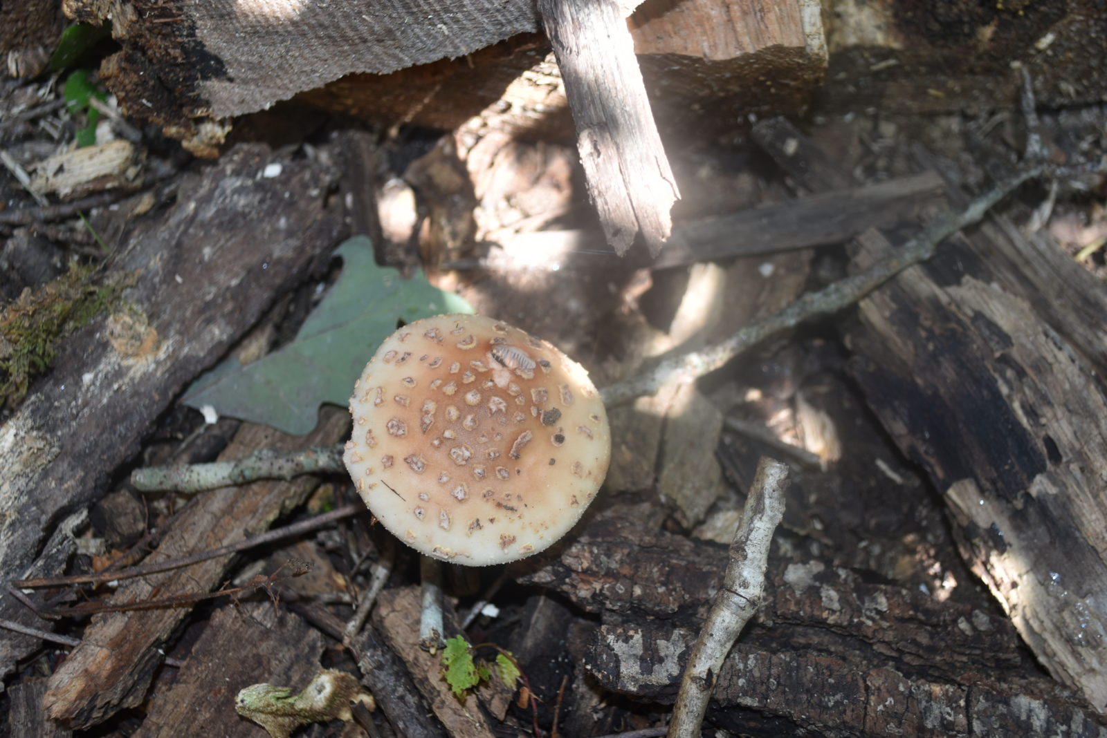Una imagen de un miembro de la familia de los hongos amanita; Estos tienen un sombrero redondo singular y a menudo se ven en la parte superior. Esta familia de hongos suele ser venenosa y alucinógena; NO consumir