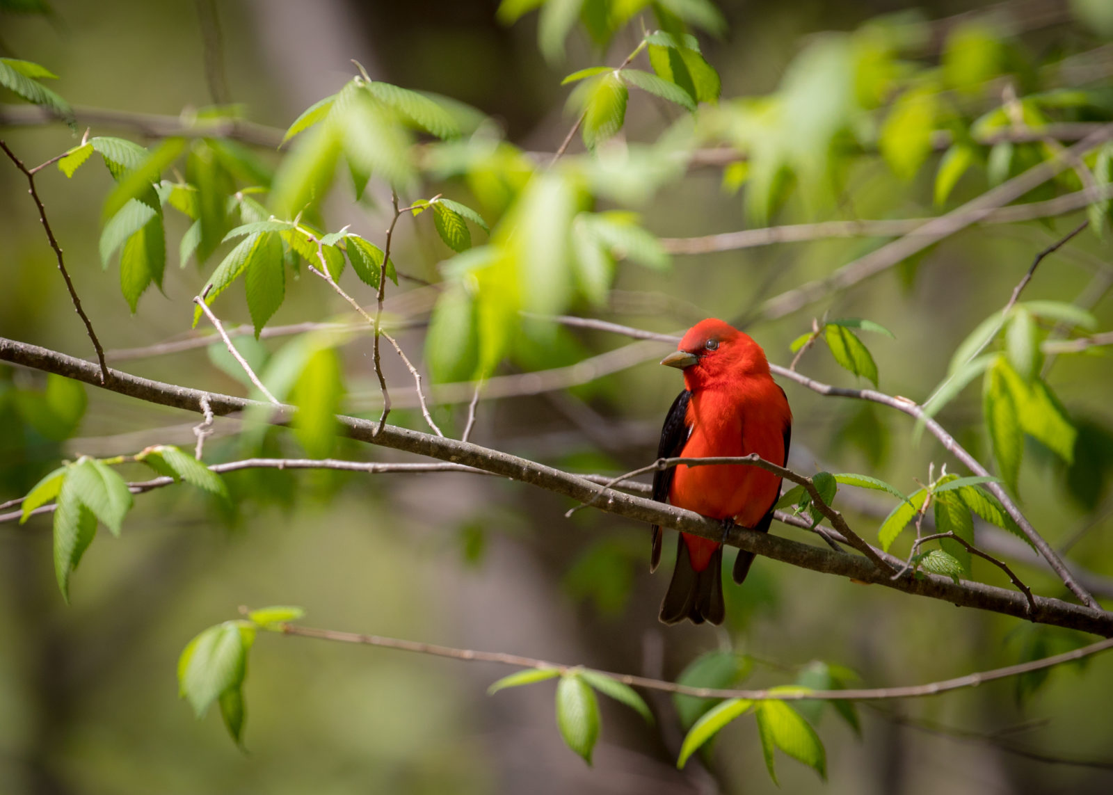 Una imagen de una tangara escarlata tomada en Thompson WMA