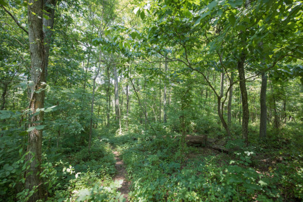 Weston, WMA, está plagado de espesos bosques caducifolios