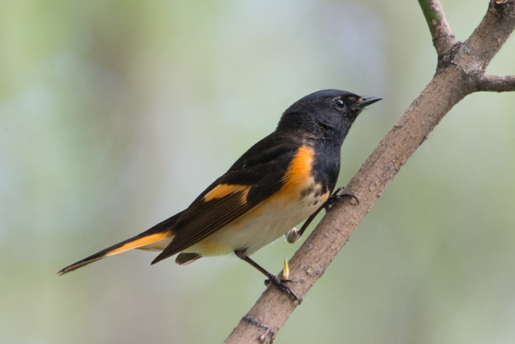 Un colirrojo tizón americano en una rama