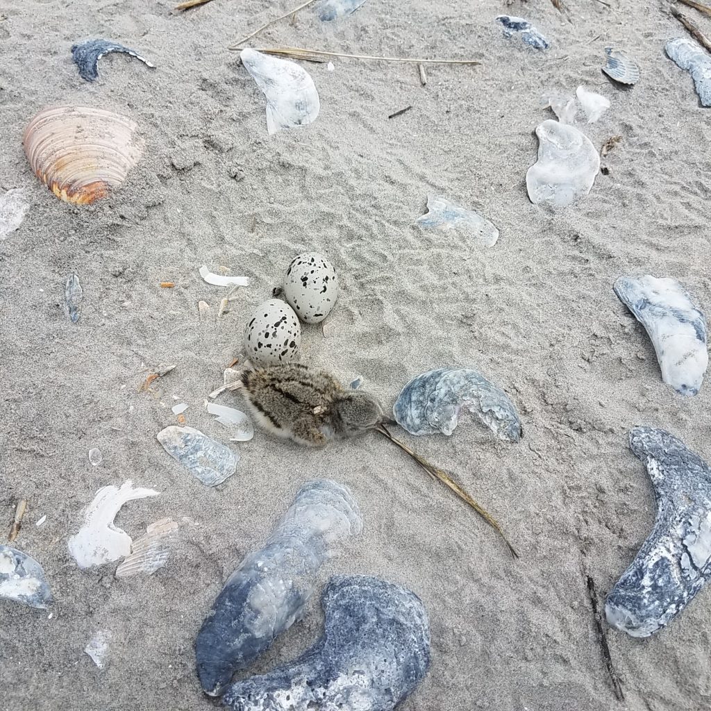 Una imagen de un bebé ostrero americano y dos huevos en un nido en la isla barrera