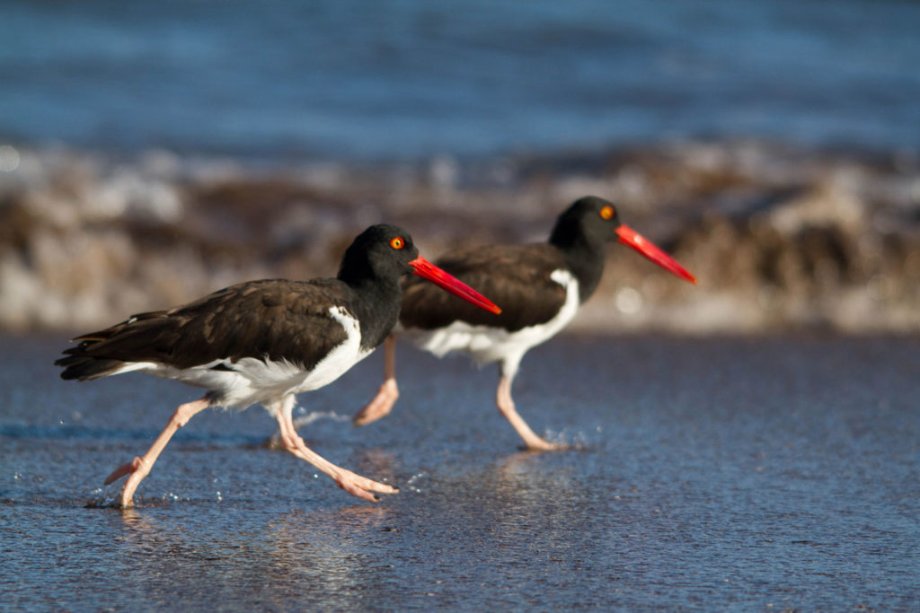 Una imagen de ostreros americanos, un pequeño pájaro negro con ojos y pico rojos y un vientre blanco