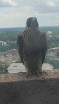 La hembra juvenil de Baltimore fue vista desde la ventana de una oficina del DCR en el centro de Richmond. Foto cortesía.