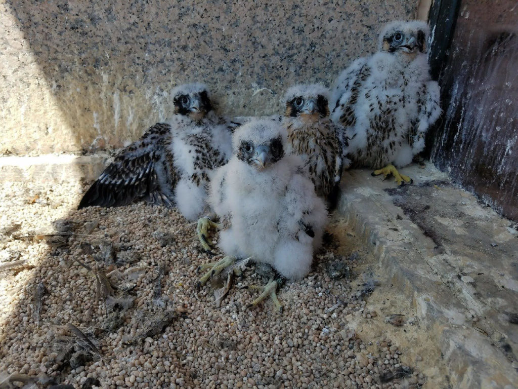 Polluelos de halcón peregrino de Baltimore: estas aves aún no han emplumado con plumón de polluelo esponjoso todavía presente