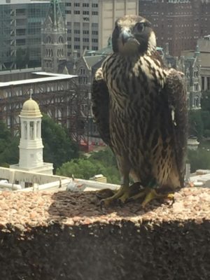 La hembra juvenil de Baltimore en una cornisa sobre el centro de Richmond; Todavía tiene plumaje juvenil (son más marrones y tostados que las aves maduras)