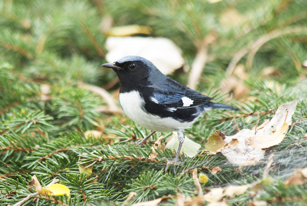 Curruca azul de garganta negra en la rama de un pino