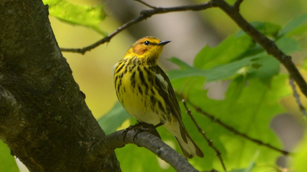 Una imagen de la curruca del Cabo de May en un árbol; Esta pequeña ave es de color amarillo brillante con marcas negras en la espalda, la corona y el pecho.