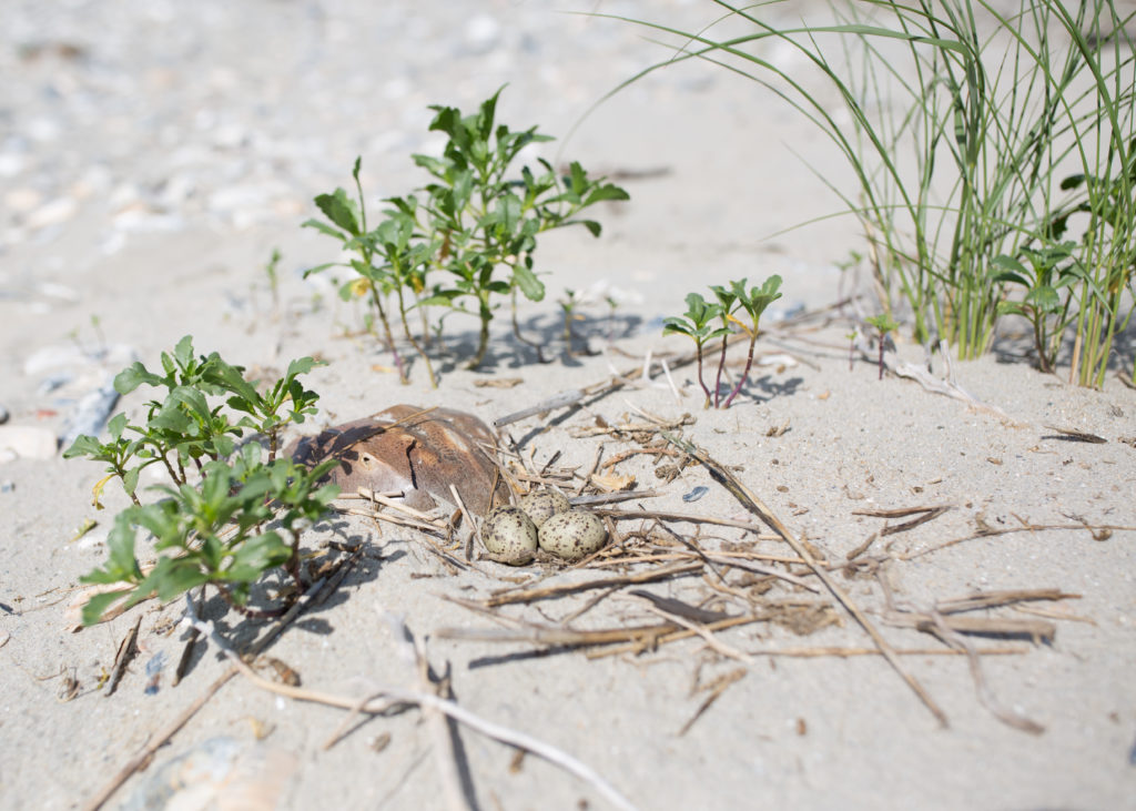 Un nido de charrán común puesto en la playa junto a los restos de un cangrejo herradura