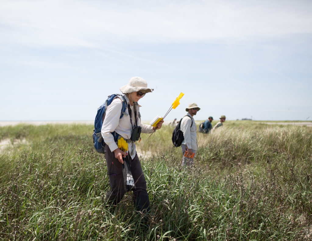 Una imagen de un biólogo del DWR plantando banderas en las líneas de transectos para evitar el doble conteo