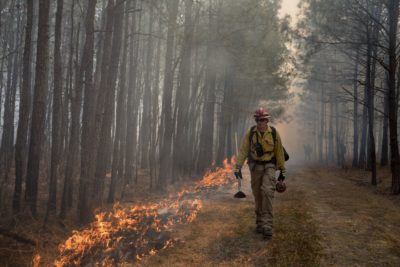 Una imagen que muestra a un biólogo de la DGIF caminando junto a las llamas de una quema controlada dentro de la sabana de pinos en el Área de Manejo de Vida Silvestre de Big Woods.