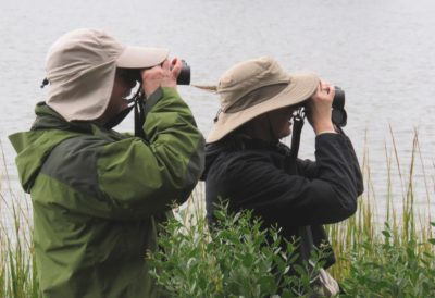 Una imagen de dos personas en un pantano mirando hacia la derecha con prismáticos; Ambos tienen grandes sombreros para el sol de color canela.