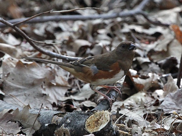 Towhee oriental forrajeando a través de las hojas caídas. 