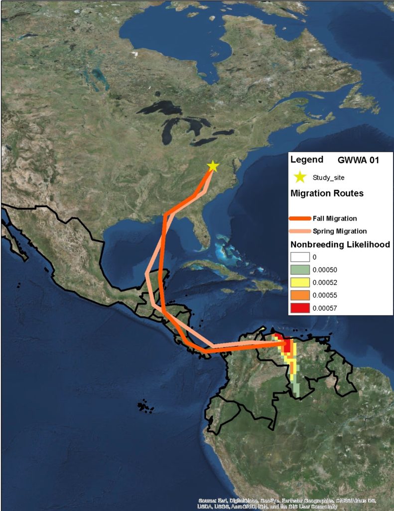 Probables rutas de migración de primavera y otoño y ubicación de invernada de la reinita de alas doradas capturada en el condado de Highland, según datos de geolocalizador. El color rojo indica el área de invernada más probable. Mapa de Gunnar Kramer.