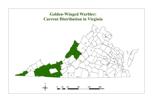 La curruca de alas doradas solo se encuentra en unos pocos condados de las regiones montañosas de Virginia