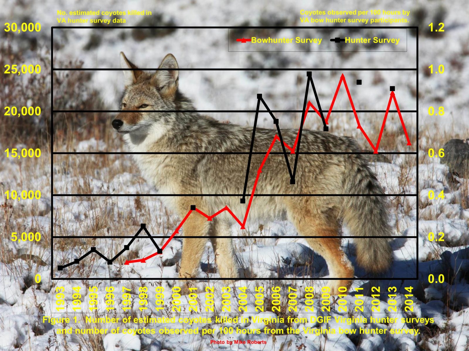 Un gráfico de las observaciones del coyote a lo largo del tiempo, está aumentando constantemente