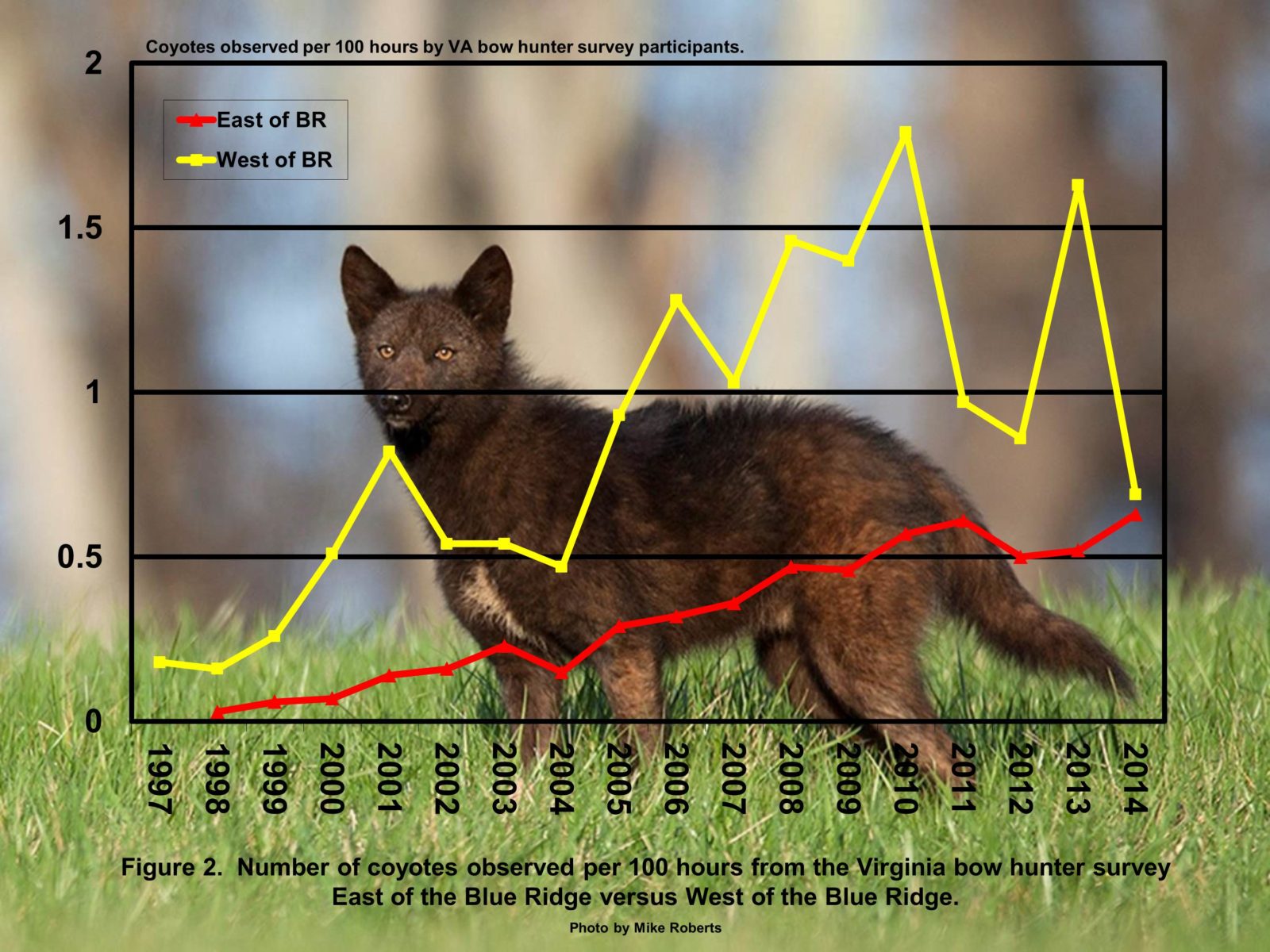 Un gráfico de coyotes observados por 100 horas de caza, está aumentando constantemente con el tiempo en East of Blue Ridge, pero mucho más esporádicamente al oeste de Blue Ridge