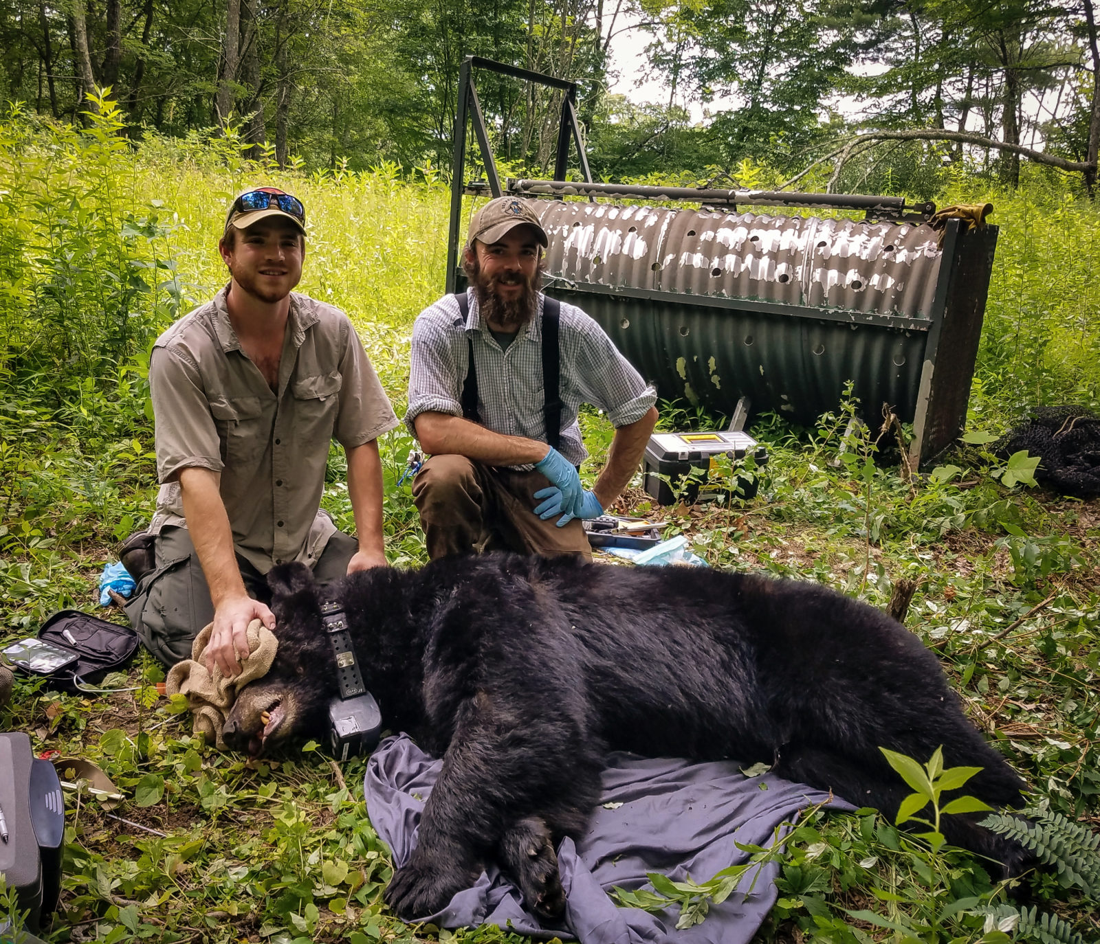 Dos biólogos de campo posan junto a un oso negro al que han capturado y al que han colocado un collar GPS