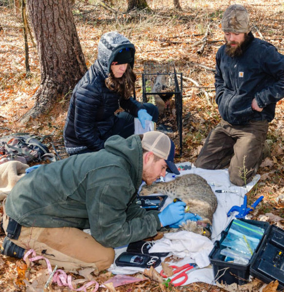 David Mcnitt coloca un collar a uno de los 21 gatos monteses que forman parte del estudio 