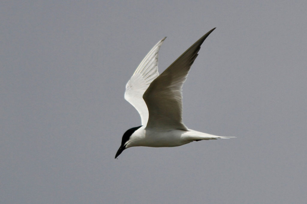 Una imagen de un charrán pico de gaviota; un pájaro blanco con un gorro negro en la cabeza