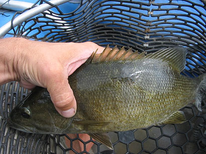 Una imagen de un pez con una lesión curada