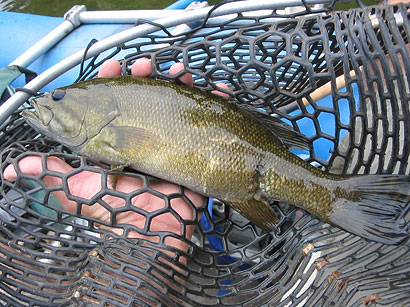 Una imagen de una lubina de boca pequeña con una lesión curada