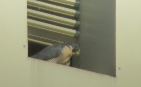 La nueva hembra de halcón peregrino se posó en una persiana en el edificio Dominion.