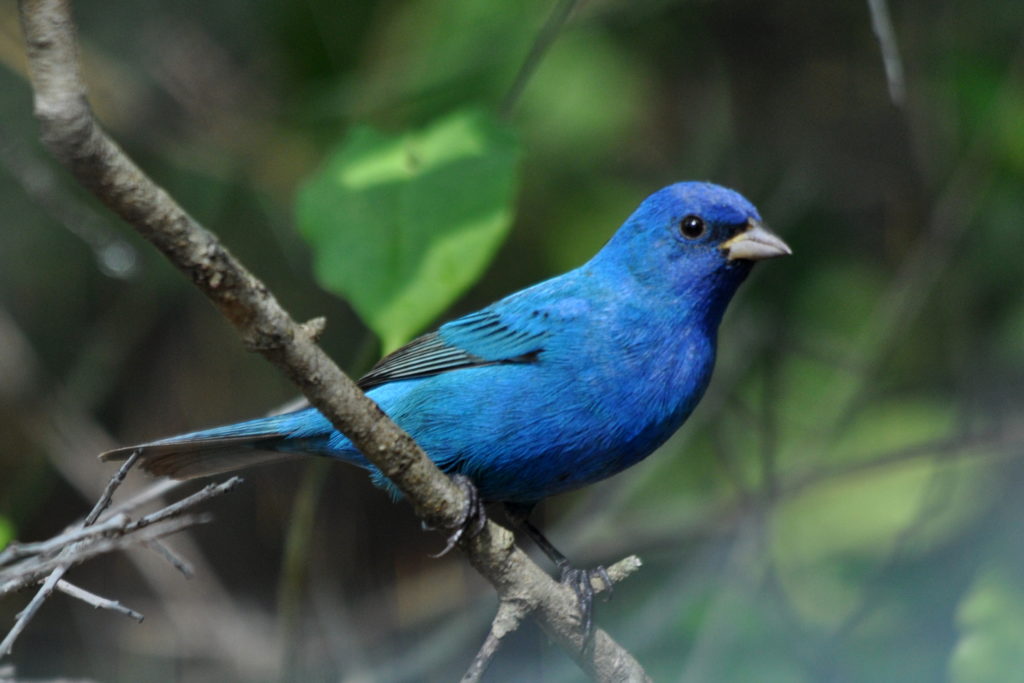 una imagen de un banderín índigo; un pájaro azul con alas negras