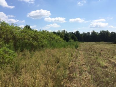 Los setos de arbustos y los bordes de los campos pueden mejorarse permitiendo que la vegetación herbácea crezca 30más o menos adyacentes a ellos. 