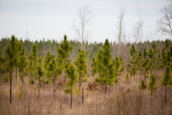 Una imagen de pinos jóvenes de hoja larga plantados en el Área de Manejo de Vida Silvestre de Big Woods en la sabana de pinos.