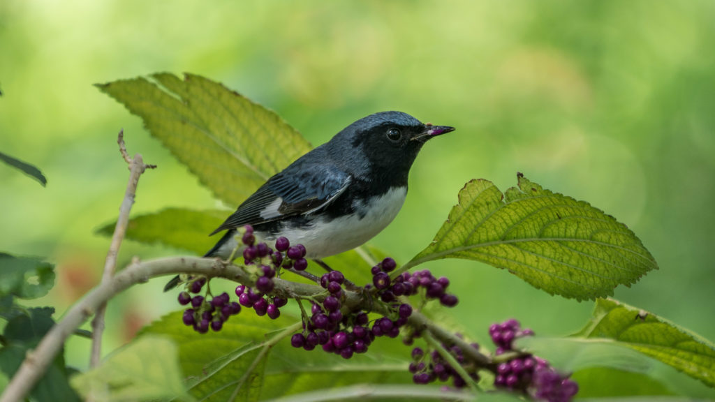 Curruca azul de garganta negra macho posada en una baya de belleza americana. 