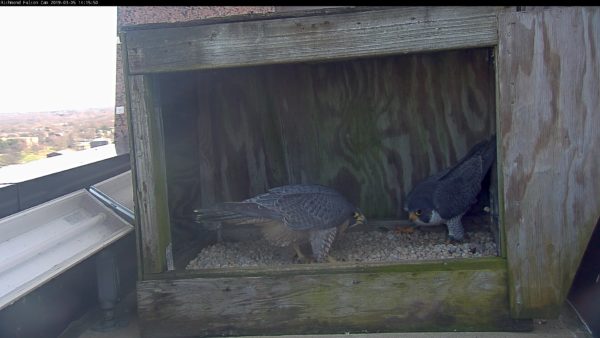 Halcones en medio de una exhibición de arco con la cabeza baja (macho a la izquierda y hembra a la derecha).