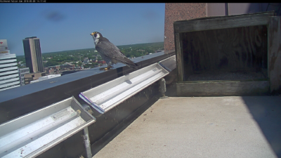 Hombre de Richmond en el parapeto del edificio Riverfront Plaza
