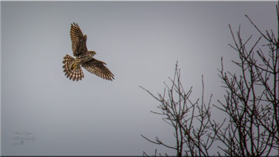 Un esmerejón en vuelo