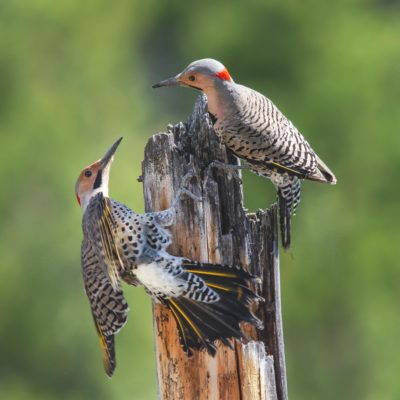 Una imagen de dos parpadeos del norte de pie sobre un viejo poste de cerca; Los Flickers del norte tienen una espalda bronceada con barras de juego y una cabeza bronceada con una parte superior grisácea y una mancha roja en la parte posterior de la cabeza. Los aspectos más distintivos de su coloración son el bigote negro en la cabeza y las venas amarillas en las plumas negras de la cola.