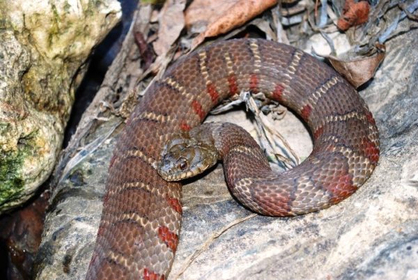 Una imagen de la serpiente de agua del norte no venenosa que es de color más rojo que la venenosa boca de algodón del norte